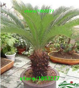 GGG 100 pcs / bag,Cycas seeds, potted seed, flower seed, variety complete, the budding rate 95%, (Mixed colors)