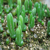 GGG 100pc/lot Mix Succulent seeds Lithops seeds Pseudotruncatella Bonsai plants Seeds for home &amp; garden 100 Seeds/bag