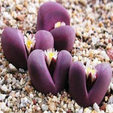 GGG 100pc/lot Mix Succulent seeds Lithops seeds Pseudotruncatella Bonsai plants Seeds for home &amp; garden 100 Seeds/bag