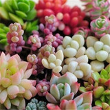 GGG 100pc/lot Mix Succulent seeds Lithops seeds Pseudotruncatella Bonsai plants Seeds for home &amp; garden 100 Seeds/bag