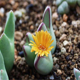 GGG 100pc/lot Mix Succulent seeds Lithops seeds Pseudotruncatella Bonsai plants Seeds for home &amp; garden 100 Seeds/bag