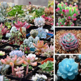 GGG 100pc/lot Mix Succulent seeds Lithops seeds Pseudotruncatella Bonsai plants Seeds for home &amp; garden 100 Seeds/bag