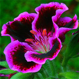Geranium Seeds Perennial Rare Flower Seeds For Garden Planting Pelargonium Peltatum Bonsai Potted Flowers Plants Seed 100 Pcs