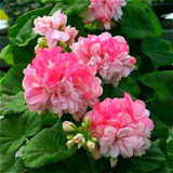 Geranium Seeds Perennial Rare Flower Seeds For Garden Planting Pelargonium Peltatum Bonsai Potted Flowers Plants Seed 100 Pcs Geranium Seeds Perennial Rare Flower Seeds For Garden Planting Pelargonium Peltatum Bonsai Potted Flowers Plants Seed 100 Pcs