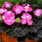 Geranium Seeds Perennial Rare Flower Seeds For Garden Planting Pelargonium Peltatum Bonsai Potted Flowers Plants Seed 100 Pcs Geranium Seeds Perennial Rare Flower Seeds For Garden Planting Pelargonium Peltatum Bonsai Potted Flowers Plants Seed 100 Pcs