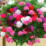 Geranium Seeds Perennial Rare Flower Seeds For Garden Planting Pelargonium Peltatum Bonsai Potted Flowers Plants Seed 100 Pcs Geranium Seeds Perennial Rare Flower Seeds For Garden Planting Pelargonium Peltatum Bonsai Potted Flowers Plants Seed 100 Pcs