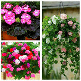 Geranium Seeds Perennial Rare Flower Seeds For Garden Planting Pelargonium Peltatum Bonsai Potted Flowers Plants Seed 100 Pcs Geranium Seeds Perennial Rare Flower Seeds For Garden Planting Pelargonium Peltatum Bonsai Potted Flowers Plants Seed 100 Pcs