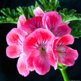 Geranium Seeds Perennial Rare Flower Seeds For Garden Planting Pelargonium Peltatum Bonsai Potted Flowers Plants Seed 100 Pcs Geranium Seeds Perennial Rare Flower Seeds For Garden Planting Pelargonium Peltatum Bonsai Potted Flowers Plants Seed 100 Pcs