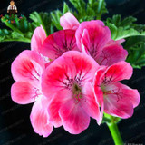 Geranium Seeds Perennial Rare Flower Seeds For Garden Planting Pelargonium Peltatum Bonsai Potted Flowers Plants Seed 100 Pcs Geranium Seeds Perennial Rare Flower Seeds For Garden Planting Pelargonium Peltatum Bonsai Potted Flowers Plants Seed 100 Pcs