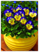 Genuine! 100 Seeds A Pack Pansy (Viola cornuta) seeds rare indoor flower seeds in bonsai for home garden plants flowers