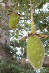 Adansonia digitata baobab tree seeds rare outdoor fruit tree seeds perennial plant bonsai tree seeds for Home garden 5pcs/bag