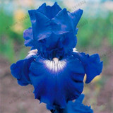 Iris seeds,Perennial garden flower seeds,bonsai plant for outdoor,various color,small,medium and large,100pcs/bag