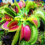 A Package 100 Pieces Red Dragon Flytrap Seed Bonsai Potted Dionaea Muscipula Plant Seed Terrace Garden Carnivorous Plant Seed