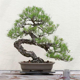 A Pack 30 Pcs Blue Spruce Seeds Picea Tree Potted Bonsai Courtyard Garden Bonsai Plant Pine Tree Seeds