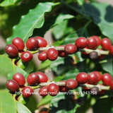 A Pack 20 Pcs Coffee Bean Seeds Balcony Bonsai Tree Plant Seed Coffee Cherry Seeds