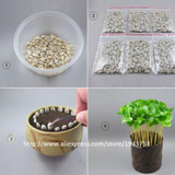 A Pack 20 Pcs Coffee Bean Seeds Balcony Bonsai Tree Plant Seed Coffee Cherry Seeds