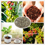 A Pack 20 Pcs Coffee Bean Seeds Balcony Bonsai Tree Plant Seed Coffee Cherry Seeds