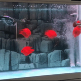 Eco-Aquarium Water Purifier Cube