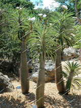 Mdagascar Palm tree seeds pachypodium lamerei rare Indoor bonsai tree seed outdoor Succulent Plant seeds 2pcs/bag