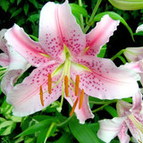 Lily Petal Silicone Veiner & Cutter for Sugarcraft Decorating