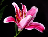 Lily Petal Silicone Veiner & Cutter for Sugarcraft Decorating