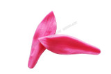 Lily Petal Silicone Veiner & Cutter for Sugarcraft Decorating