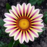 2018 Rare Flowers Seed Gazania Rigens Seeds 200PCS Home Balcony Garden Bonsai Free shipping Ornamental Splendens Chrysanthemum