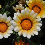 2018 Rare Flowers Seed Gazania Rigens Seeds 200PCS Home Balcony Garden Bonsai Free shipping Ornamental Splendens Chrysanthemum