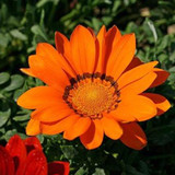 2018 Rare Flowers Seed Gazania Rigens Seeds 200PCS Home Balcony Garden Bonsai Free shipping Ornamental Splendens Chrysanthemum