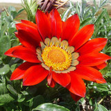 2018 Rare Flowers Seed Gazania Rigens Seeds 200PCS Home Balcony Garden Bonsai Free shipping Ornamental Splendens Chrysanthemum