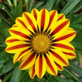 2018 Rare Flowers Seed Gazania Rigens Seeds 200PCS Home Balcony Garden Bonsai Free shipping Ornamental Splendens Chrysanthemum