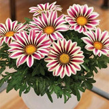 2018 Rare Flowers Seed Gazania Rigens Seeds 200PCS Home Balcony Garden Bonsai Free shipping Ornamental Splendens Chrysanthemum