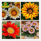 2018 Rare Flowers Seed Gazania Rigens Seeds 200PCS Home Balcony Garden Bonsai Free shipping Ornamental Splendens Chrysanthemum