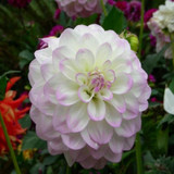 dahlia,dahlia flower vary Colors Dahlias Seeds For DIY Home Garden 20 seeds /bag