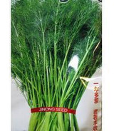 Cutter anise seed selling organic vegetable 100seed
