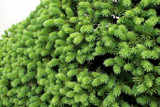 Bonsai Seeds 50 pcs Japanese White Spruce Pine, Pinus parviflora, Tree Seeds Bonsai Evergreen DIY Home gardening