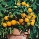 Bonsai Tomato seeds Mini Cherry Potted Sweet Fruit Vegetable Organic Fresh Tomato Tree seeds 120 pcs/pack