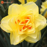 Bonsai Seeds Of Aquatic Plants Double Petals Pink Daffodils Seed For Home Garden 100 Particles / Lot Flower Seeds Sementes