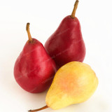 Bonsai Pear Seeds Mini Pear Tree Seeds Super Sweet Fruit Seeds Quality Potted Plants For Home Garden DIY 20 Pcs