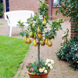 Bonsai Pear Seeds Mini Pear Tree Seeds Super Sweet Fruit Seeds Quality Potted Plants For Home Garden DIY 20 Pcs
