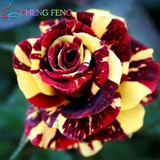 Blue Adenium obesum Seeds Rare Beautiful desert rose Plants for Home Garden flowers indoor Bonsai Flower seeds 2pcs/lot