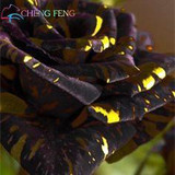 Blue Adenium obesum Seeds Rare Beautiful desert rose Plants for Home Garden flowers indoor Bonsai Flower seeds 2pcs/lot