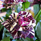 Blue Adenium obesum Seeds Rare Beautiful desert rose Plants for Home Garden flowers indoor Bonsai Flower seeds 2pcs/lot