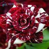 Blue Adenium obesum Seeds Rare Beautiful desert rose Plants for Home Garden flowers indoor Bonsai Flower seeds 2pcs/lot