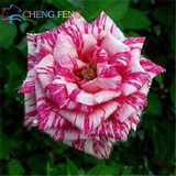 Blue Adenium obesum Seeds Rare Beautiful desert rose Plants for Home Garden flowers indoor Bonsai Flower seeds 2pcs/lot