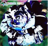 Blue Adenium obesum Seeds Rare Beautiful desert rose Plants for Home Garden flowers indoor Bonsai Flower seeds 2pcs/lot