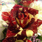 Blue Adenium obesum Seeds Rare Beautiful desert rose Plants for Home Garden flowers indoor Bonsai Flower seeds 2pcs/lot