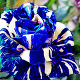 Blue Adenium obesum Seeds Rare Beautiful desert rose Plants for Home Garden flowers indoor Bonsai Flower seeds 2pcs/lot