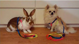 prativerdi  1 PCS Adjustable Rainbow color Pet Dog Leash Small Puppy Cat Rabbit Kitten Nylon Leash Harness Collar Lead