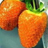 Potted Plants Delicious Multi-color Strawberry seeds 400PCS Black Blue White Strawberries Fruit Seeds Home &amp; Garden True Variety